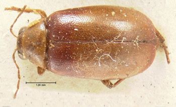 Media type: image; Entomology 18383   Aspect: habitus dorsal view